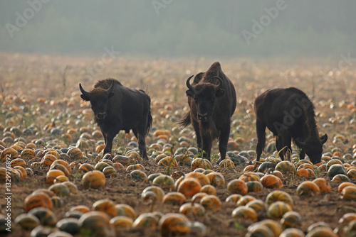 Obraz na płótnie Żubr (Bos bonasus), wisent w salonie