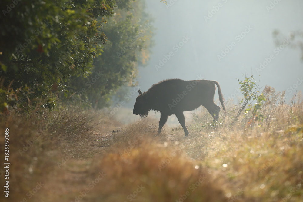 Żubr (Bos bonasus), wisent