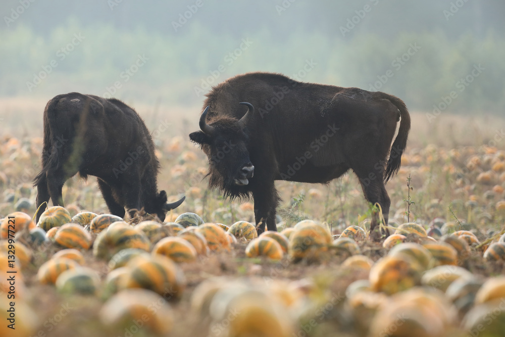 Żubr (Bos bonasus), wisent