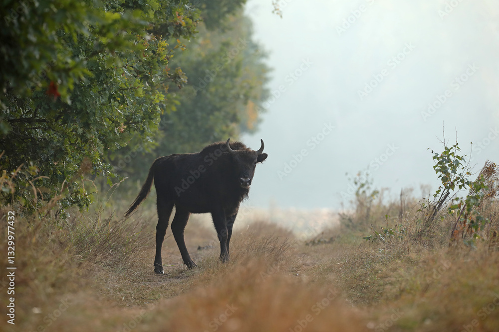 Żubr (Bos bonasus), wisent