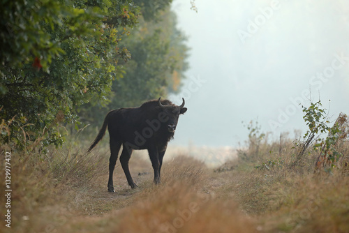 Obraz na płótnie Żubr (Bos bonasus), wisent w salonie