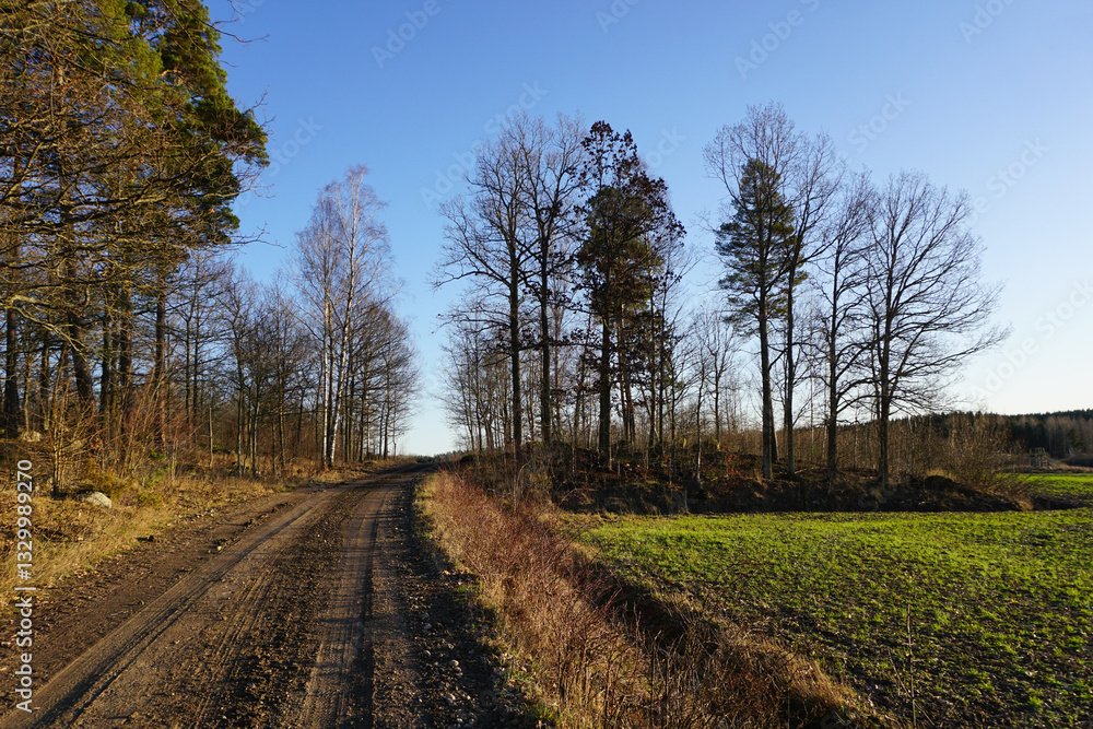 Fototapeta premium A dirt road next to a field