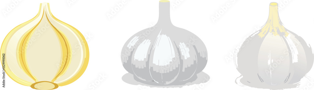 Obraz premium Garlic vector illustration set