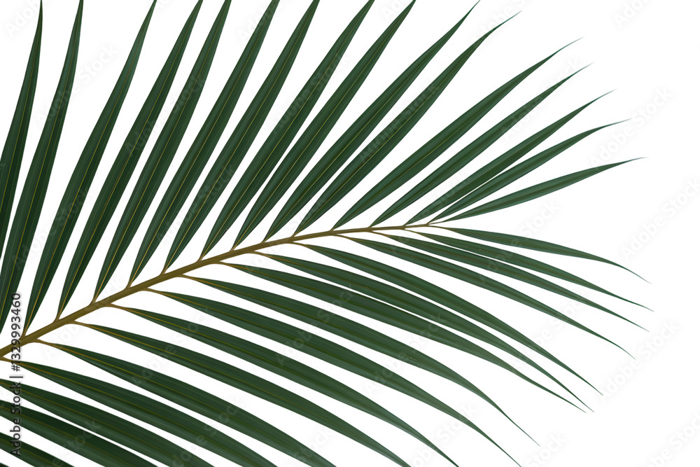 Obraz premium A Detailed Close-Up of a Single Palm Frond Against a White Background