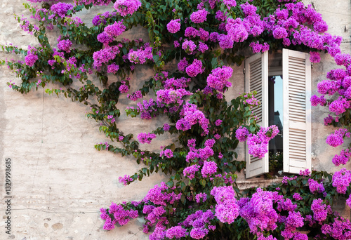 Blooming bouganville flower in summer season