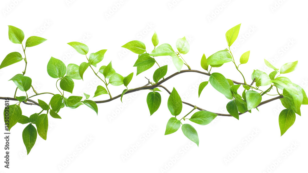 Branch with green leaves growing on transparent background Branch with green leaves growing on transparent background