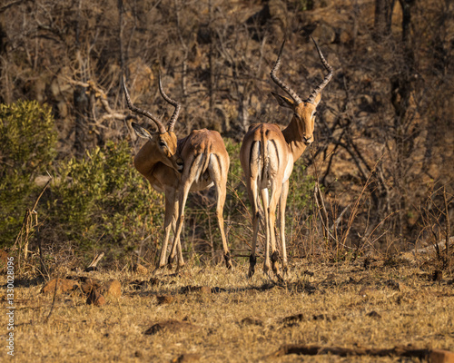 two Impala's  in africa, looking at you,