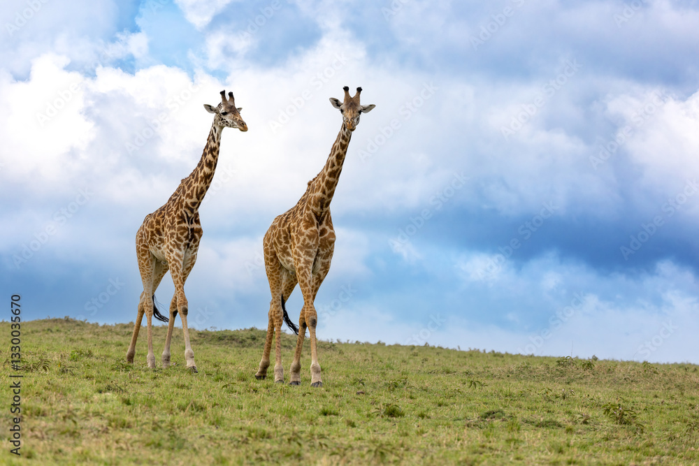 Naklejka premium Two mature male Masai giraffe, Giraffa tippelskirchi, against a summer sky. Masai Mara, Kenya.