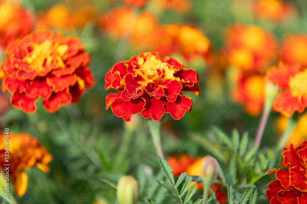 Orange flower in flowerbed. Natural flower blossom. Flora nature. Bright blooming flower in nature. Bright petals. Marigold flower. Flowering marigold in nature. Macro of flowering marigold Orange flower in flowerbed. Natural flower blossom. Flora nature. Bright blooming flower in nature. Bright petals. Marigold flower. Flowering marigold in nature. Macro of flowering marigold