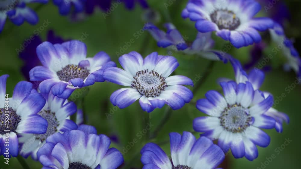 Blue and white flowers dance in the wind, illuminated by soft light. The scene is both calming and enchanting.