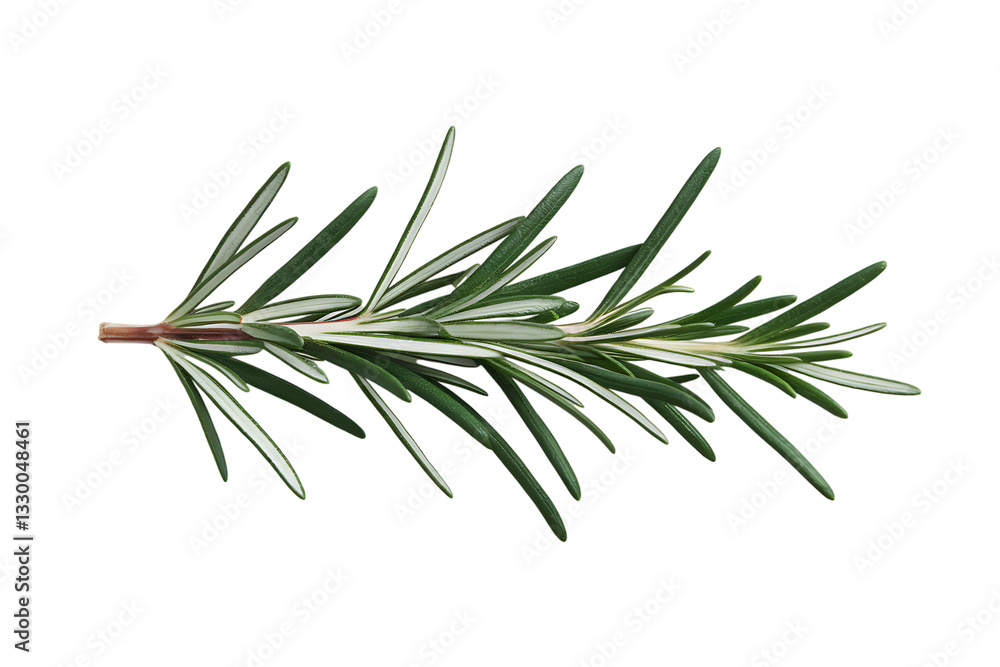 Fototapeta premium A Sprig of Fresh Rosemary, Aromatic Culinary Herb