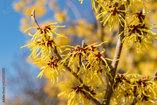 Hybrid witch hazel or Hamamelis X Intermedia plant in Zurich in Switzerland 4.3.2025