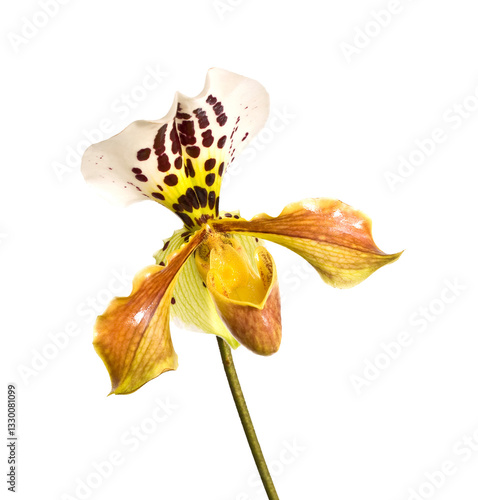 Obraz na płótnie Yellow Lady slipper (paphiopedilum) orchid, close-up isolated on white or transparent background, png cut out w salonie