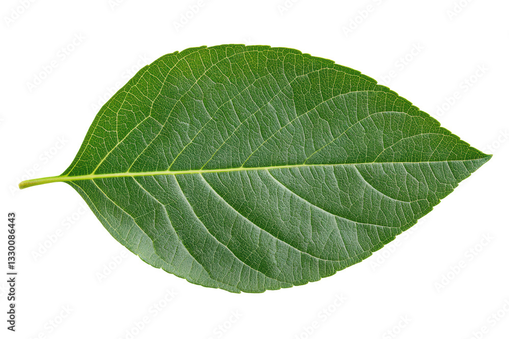 Close-up of a green leaf with visible veins on black background, cut out Close-up of a green leaf with visible veins on black background, cut out