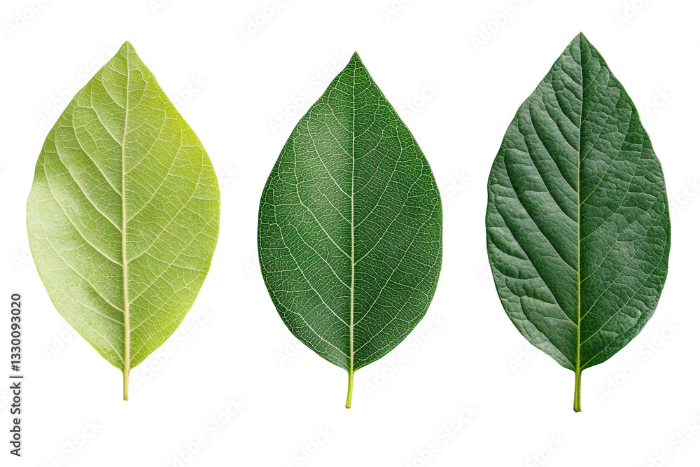 Three green leaves on black background: front and back views with veins, cut out Three green leaves on black background: front and back views with veins, cut out