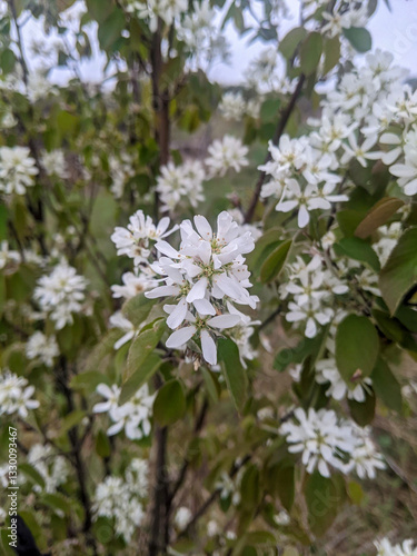 A close-up of the white flowers on the Amelanchier Laevis bush in the spring