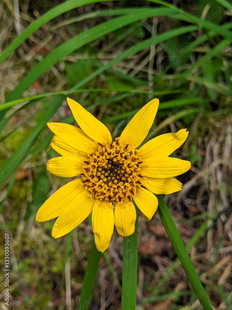 Fototapeta premium Close-up of a beautiful yellow flower (Arnica Mollis) with water droplets on the petals in a grass field on a sunny day
