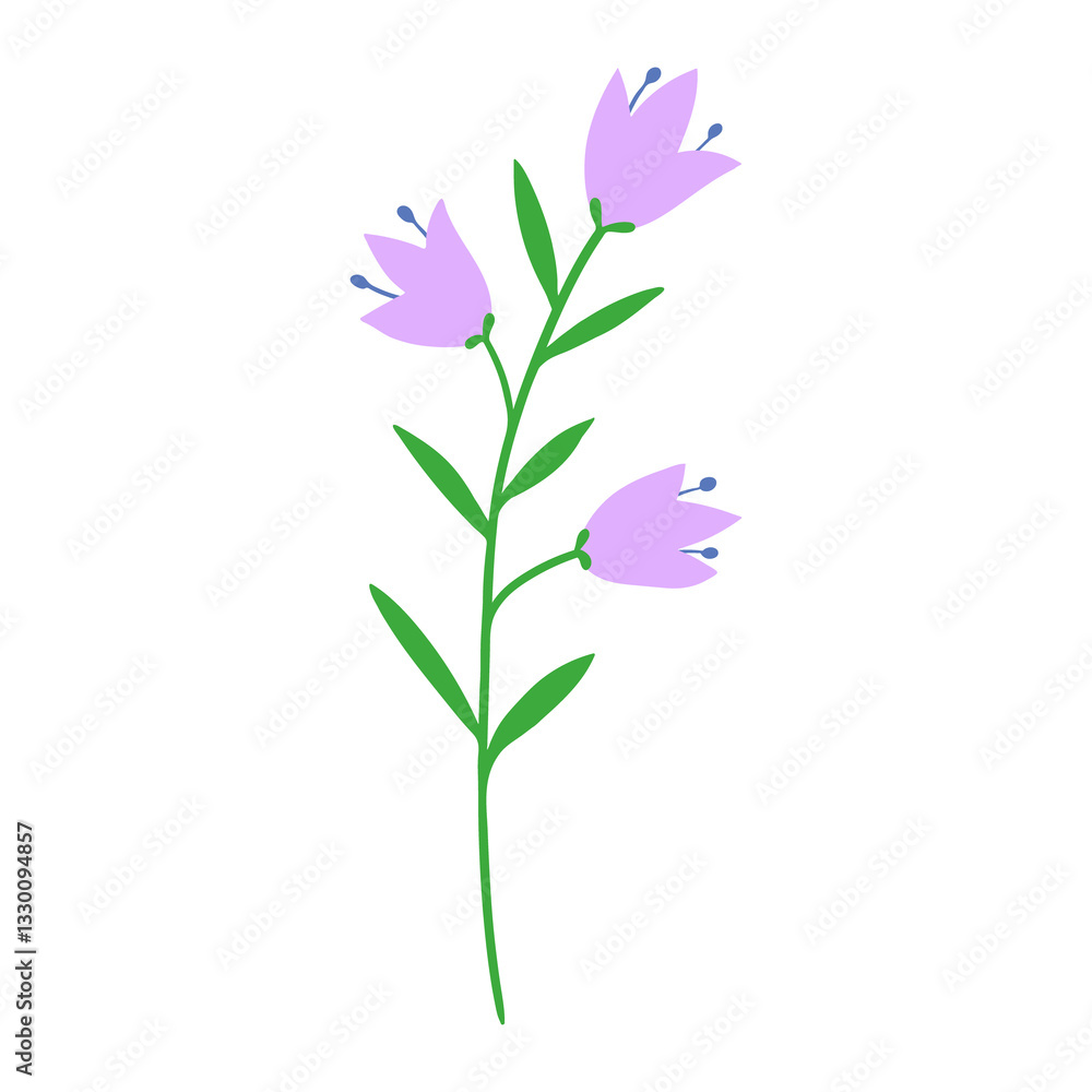 Fototapeta premium Wildflower, field meadow blooming plant.