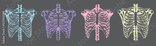 Illustration of a human skeleton's ribcage, displaying the intricate structure of ribs and spine in a detailed, anatomical drawing.