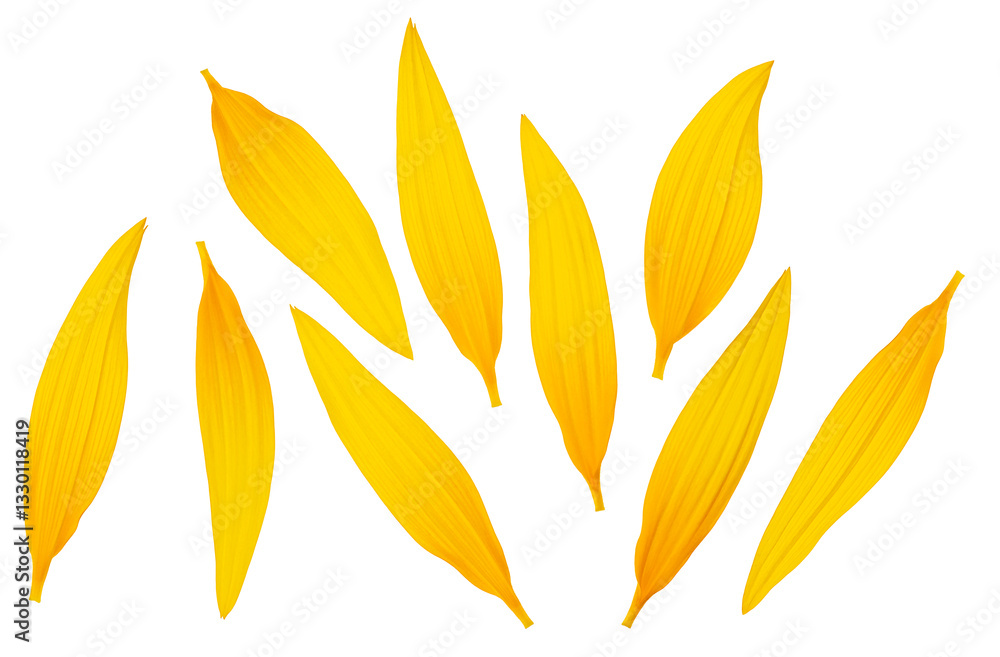 Fresh yellow petals of sunflower isolated on a white background, view from above. Fresh yellow petals of sunflower isolated on a white background, view from above.