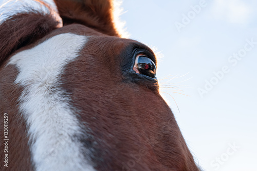 Photography A horse's panicked look as it sees people approaching after being mistreated