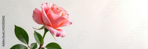 Single rose flower isolated on white background, flowers, gardening