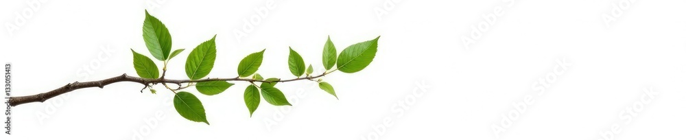 Single isolated branch with leaves on white background, tree, background, nature Single isolated branch with leaves on white background, tree, background, nature