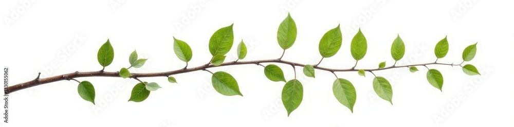 Twisted branch with leaves isolated on white background, branches, twig Twisted branch with leaves isolated on white background, branches, twig