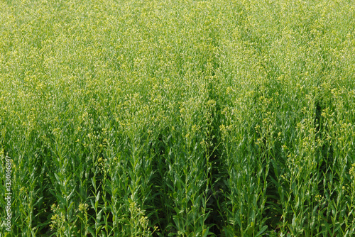 Konstfotografi Leindotter,  Camelina sativa