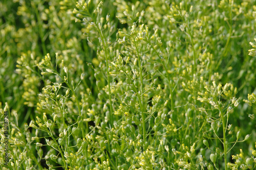 Billede på lærred Leindotter,  Camelina sativa