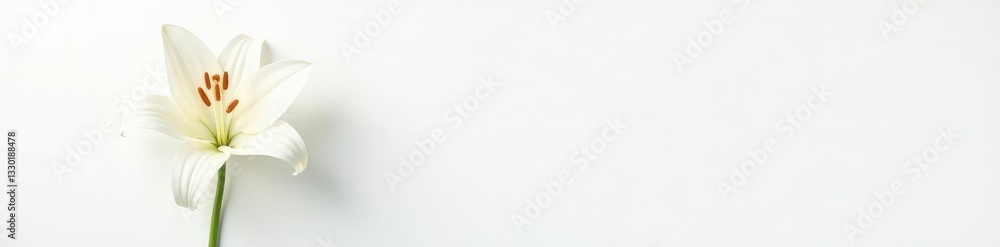 Single lily flower on white background with stem, flowers, white, lilies Single lily flower on white background with stem, flowers, white, lilies