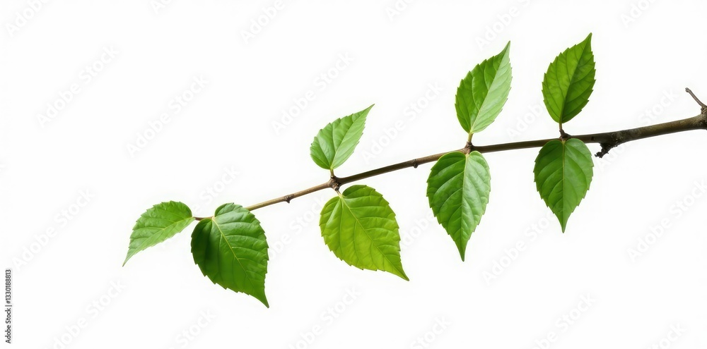 Single long branch with a few leaves isolated on white background, leafy, minimalist, botanical Single long branch with a few leaves isolated on white background, leafy, minimalist, botanical