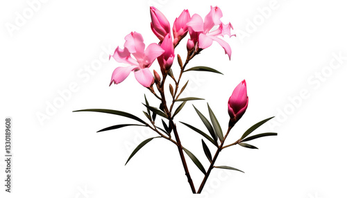 Pink flowers with green leaves on white background
