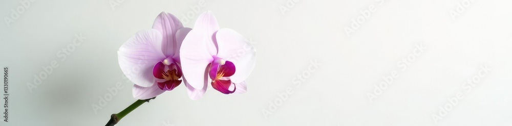 Single orchid on white background with subtle lighting, plant life, plant Single orchid on white background with subtle lighting, plant life, plant