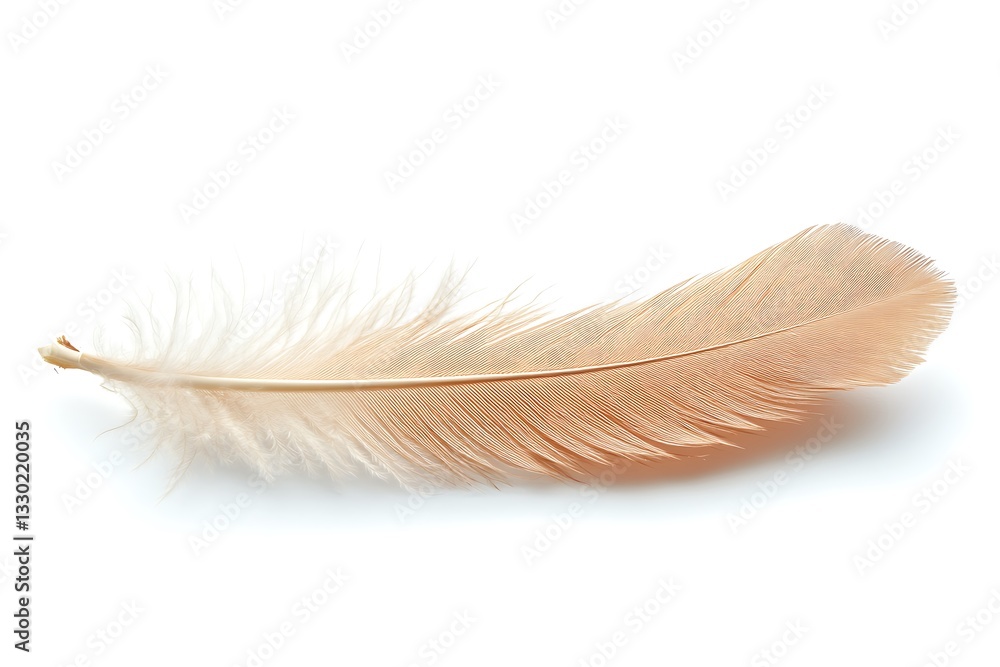 Obraz premium Single light brown feather isolated on white background.
