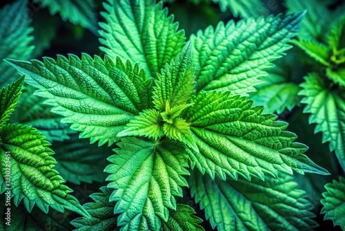 Long Exposure Macro Stinging Nettle Photography: Wildflower Texture, Herbal Remedy, Green Plant Closeup