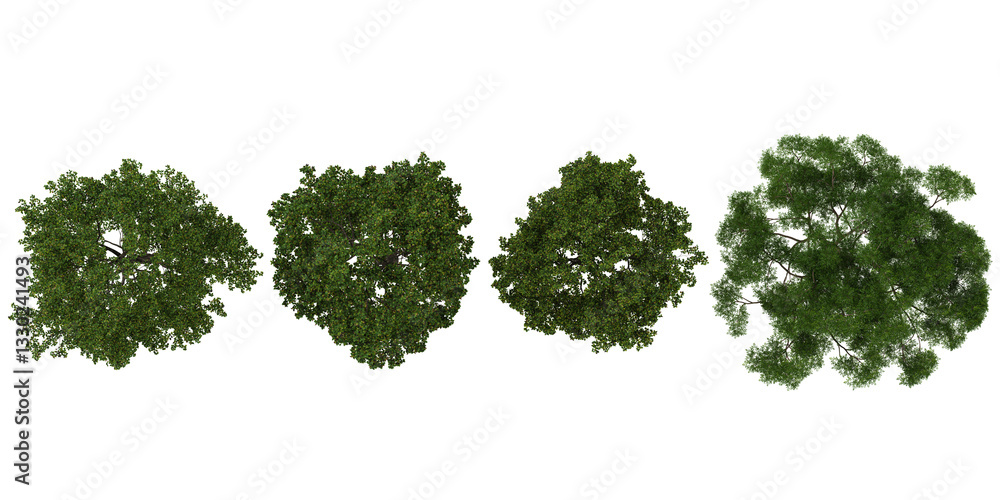 Obraz premium Collection of Ash trees on transparent background from the top view