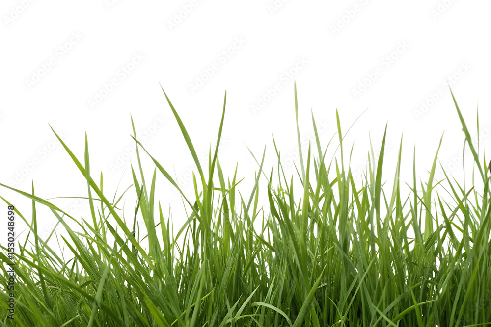 Green bermuda grass isolated on white background PNG. AI Generated Green bermuda grass isolated on white background PNG. AI Generated