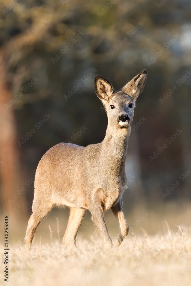 Capreolus capreolus european roe deer female on a field. Close-up portrait. Eye to eye contact.