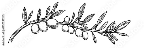 olive branch sketch doodle vector illustration engraving vintage mediterranean symbol