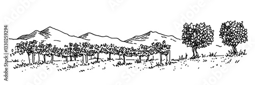 olive grove landscape sketch doodle vector illustration engraving vintage mediterranean scenery