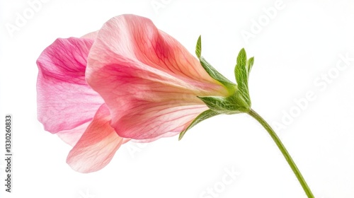 Delicate pink flower with translucent petals against a clean, white background