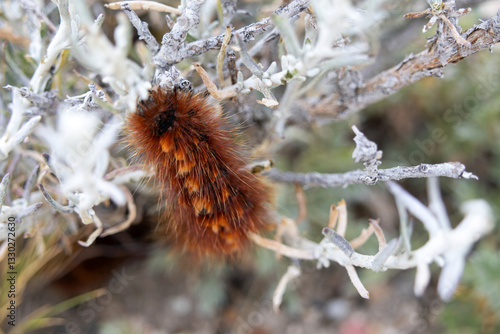 A hairy orange butterfly larva on an albino plant found in Argentine Patagonia
