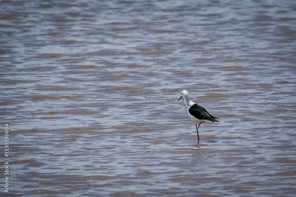 Black-winged stilt wading shallow waters, hunting prey amid shimmering lake reflections in Ngorongoro Conservation Area, Tanzania Black-winged stilt wading shallow waters, hunting prey amid shimmering lake reflections in Ngorongoro Conservation Area, Tanzania
