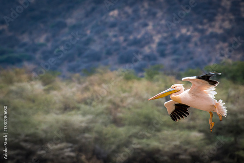 Fototapeta White pelican soaring above lush greenery in Ngorongoro Conservation Area, mount