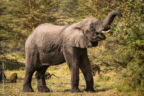 Canvas Print Elephant reaching high tree branches, baboons foraging nearby in Serengeti Natio