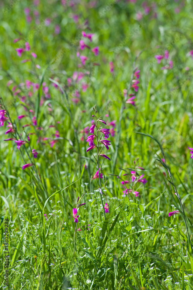 Obraz premium Wild gladiolus (Gladiolus communis) grows and bloom in a meadow on a sunny, spring day Alghero, Sassari, Sardinia, Italy