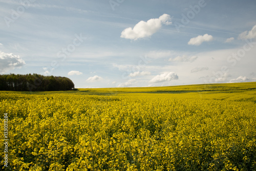 Photos Fields of Yellow Oil Seed Rape Flowers growing in an agricultural landscape