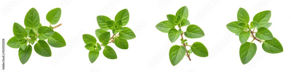 Fresh Sprig of Oregano, Cut Out Set Fresh Sprig of Oregano, Cut Out Set