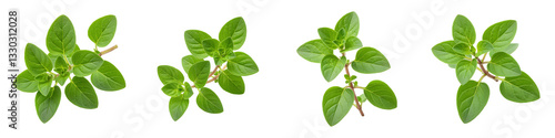 Fresh Sprig of Oregano, Cut Out Set